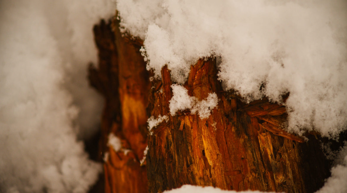 Holz im Schnee
