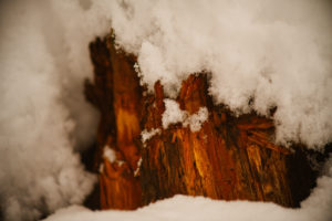 Holz im Schnee